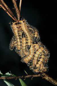 Pergagrapta polita larvae